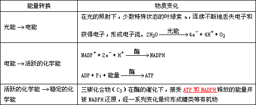 光合作用