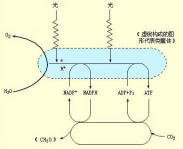 光合作用中形成nadph和atp的图解